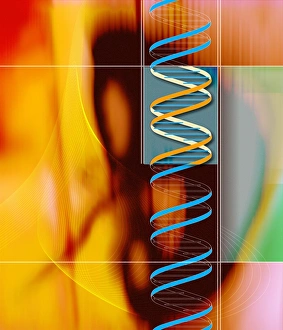 Nucleotide Base Pairs Prints: DNA
