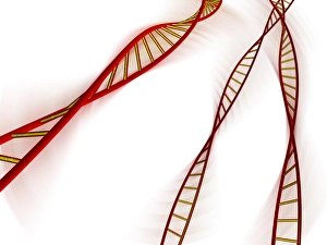 Deoxyribonucleic Acid Structure Prints: DNA molecules, computer artwork