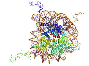 DNA Prints: Molecular model DNA nucleosome Print
