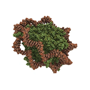 Deoxyribonucleic Acid Structure Prints: DNA nucleosome molecule