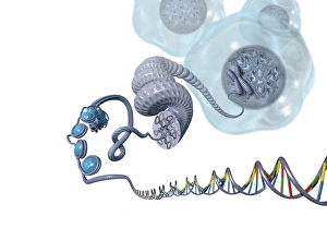 Genetic Information Storage Prints: DNA packaging, artwork