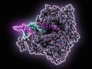 Deoxyribonucleic Acid Structure Prints: DNA polymerase with DNA C016 / 2684