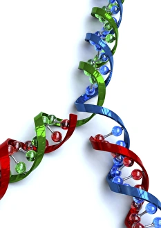Double Helix Structure Prints: DNA replication, artwork
