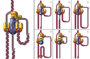 Deoxyribonucleic Acid Structure Prints: DNA replication fork, artwork
