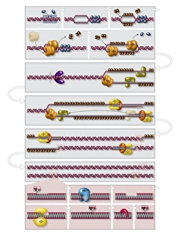 DNA Replication Process Prints: DNA replication process, diagram