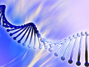 DNA Molecule Illustration Prints: DNA strand, artwork