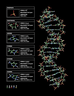 Double Helix DNA Molecule Print