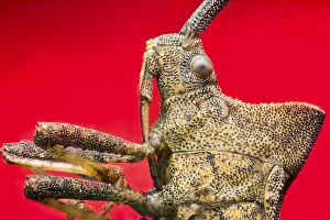 Compound Eyes Prints: Dock bug C018 / 2474