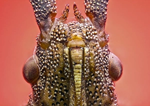Compound Eyes Prints: Dock bug head C018 / 2473