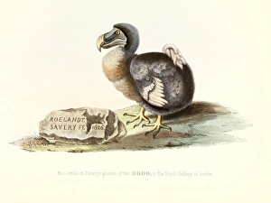 Dodo Bird Prints: Dodo, 1848 artwork