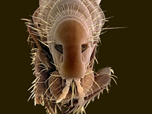 Prints of Dog flea. Coloured scanning electron micrograph (SEM) of a dog flea (Ctenocephalides canis) Images Dated 2007 May: SEM Print of Dog Flea, Ctenocephalides canis