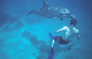 Tursiops Truncatus Behavior Prints: Dolphin and swimmer