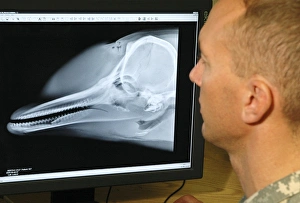 Prints of Dolphin X-ray. Technician examining a digital X- ray of a bottlenose dolphin (Tursiops truncatus), Navy Marine Mammal Program (NMMP), San Diego, USA Images Dated 2007 February: Digital X-ray Print of a Bottlenose Dolphin