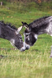 Animal Friendship Photos Prints: Donkeys touching noses