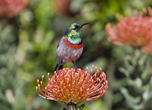 Protea Flower Prints: Double-collared sunbird