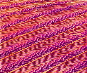 Dove feather, SEM Dove feather, SEM