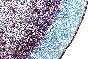 Prints of Dracaena draco stem. Light micrograph of a section through the stem of a young dragon tree (Dracaena draco) Images Dated 2011 December: Dracaena draco Stem Print