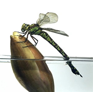 Dragonfly Species Identification Prints: Dragonfly C016 / 6095