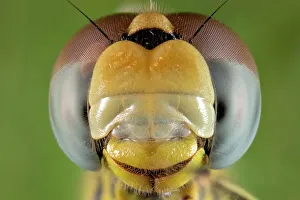 Dragonfly head C018/2394 Dragonfly head C018/2394