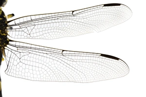 Insect Macro Photography Prints: Dragonfly wing