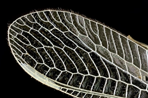 Light Micrograph Images Prints: Dragonfly wing, light micrograph C014 / 4655