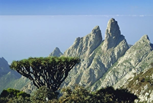 Dragons Blood Tree Print, Socotra Island
