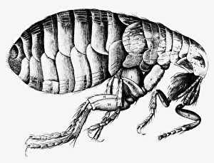 Images Dated 16th July 2002: Drawing of a flea, Print