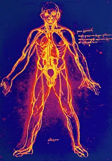 Drawing of human venous system (Leonardo da Vinci) Drawing of human venous system (Leonardo da Vinci)