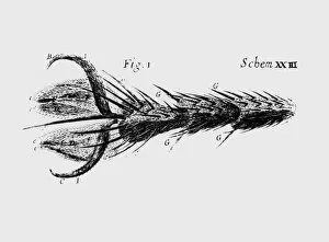 Images Dated 17th September 1987: Drawing of the leg and foot of a fly