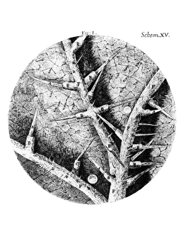 Historical Science Images Prints: Drawing of nettle from Hookes Micrographia