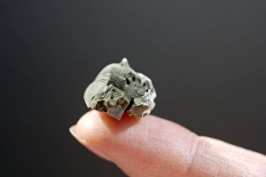 Images Dated 1st May 2008: Dried algae on finger Print