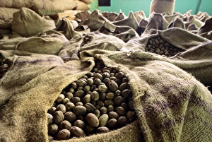 Myristica Fragrans Prints: Dried nutmeg