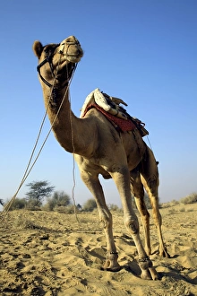 Wildlife Photography Rajasthan Prints: Dromedary camel