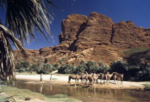 Dromedary camels Dromedary camels