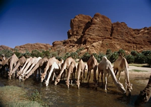 Dromedary camels drinking Dromedary camels drinking