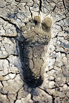 Images Dated 17th June 2010: Drought Print: Footprint in cracked mud