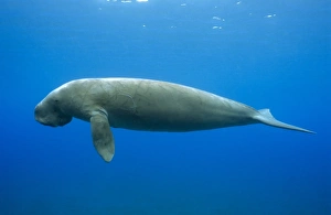 Images Dated 19th September 2006: Dugong Dugong Print - Aquatic Mammal Portrait
