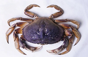 Dungeness crab Dungeness crab