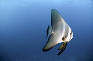 Images Dated 23rd June 2011: Dusky Batfish Print, 50cm Length