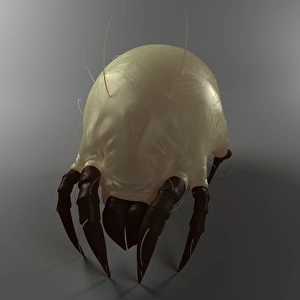 Dust Mite Print