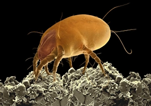 Dust Mite SEM Prints: Dust mite, SEM