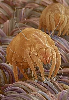 Dust mites Dust mites