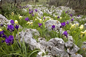 Prints of Dwarf Bearded Iris (Iris lutescens) flowering in stony fields on the Gargano Peninsula in Italy Images Dated 2010 May: Dwarf Bearded Iris Print