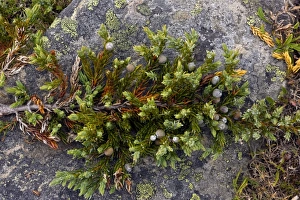 Common Juniper Berries Prints: Dwarf common juniper (Juniperus communis)