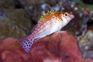 Coral Reef Fauna Prints: Dwarf hawkfish