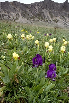 Dwarf Iris Prints: Dwarf iris (Iris pseudopumila)