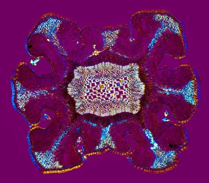 Polarised Light Microscopy Images Prints: Dyers greenweed stem, light micrograph