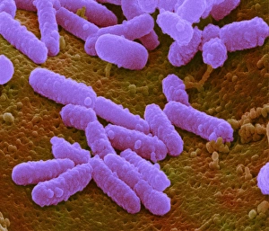 E. coli Bacteria Print - Coloured SEM of Rod-Shaped Gram-Negative Bacteria