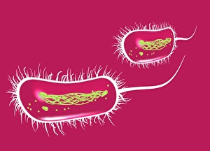 E Coli Bacteria Prints: E coli bacteria, artwork