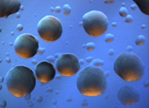 E Coli Bacteria Prints: E. coli bacteria colony, light micrograph